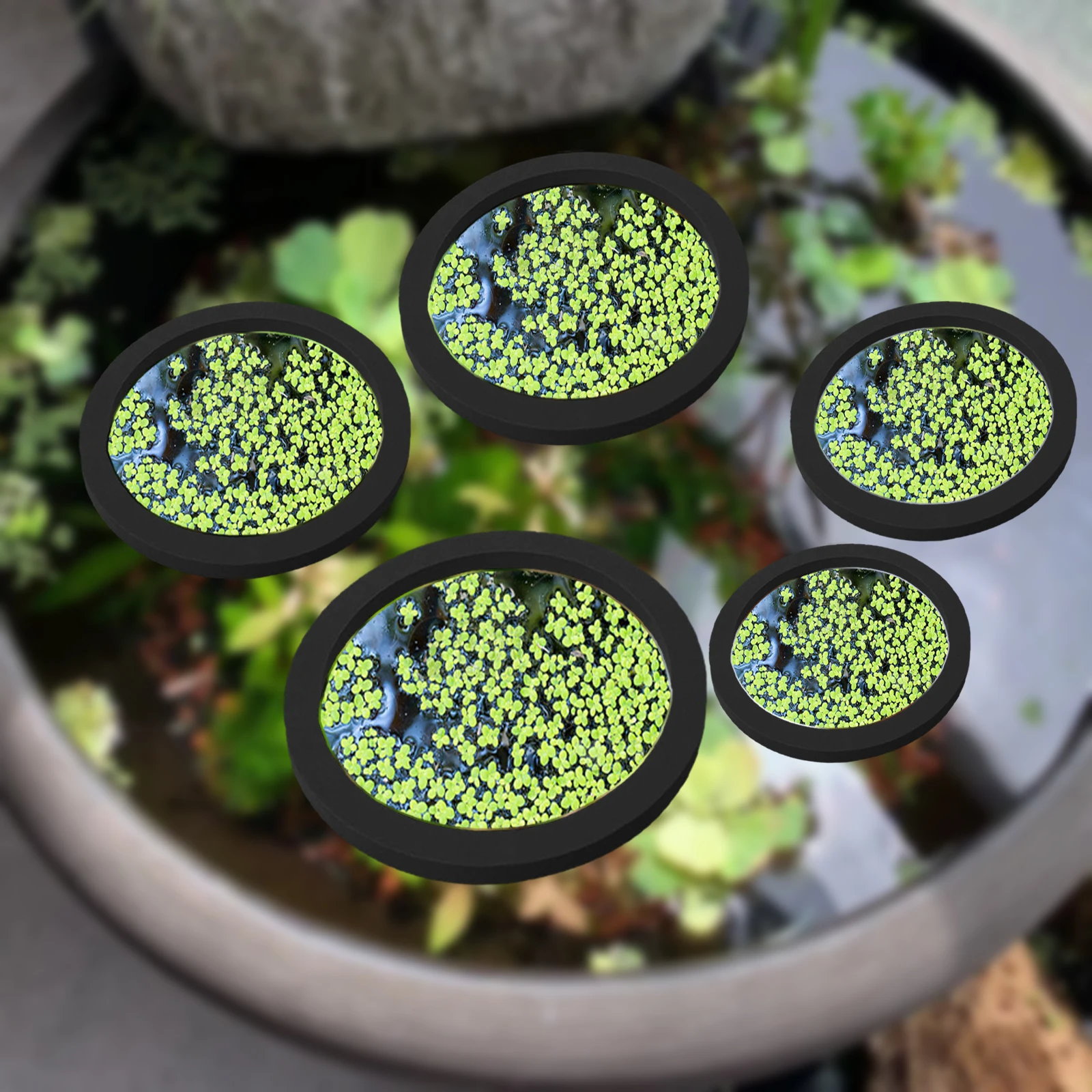 5Pcs EVA Fish Feeding Ring Aqu - Aquarium Fish Tank incelemesi ve fiyatı