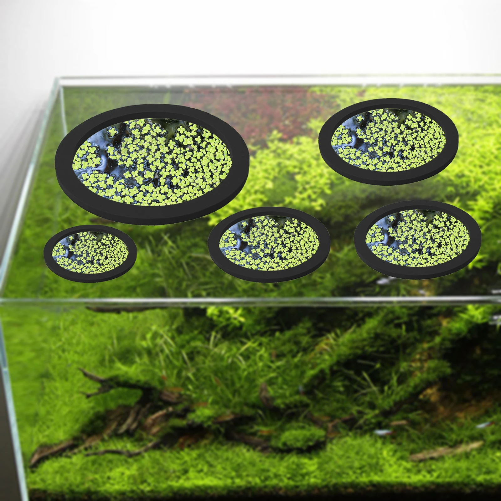 5Pcs EVA Fish Feeding Ring Aqu - Aquarium Fish Tank incelemesi ve fiyatı
