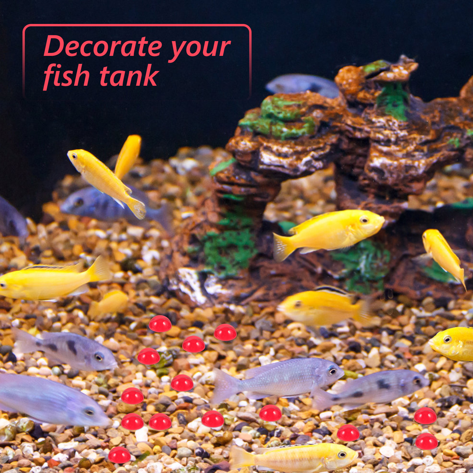 50Pcs Red Flat Bottom Glass Be - Aquarium Fish Tank incelemesi ve fiyatı